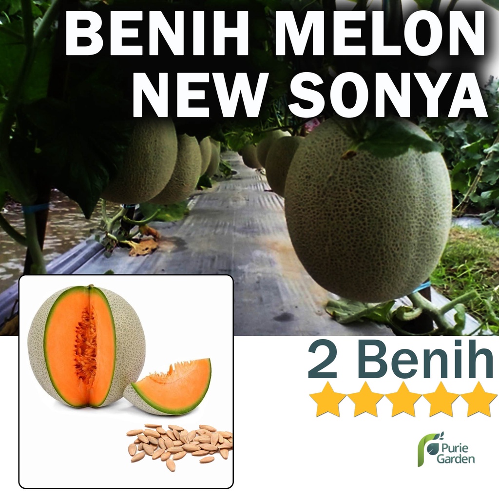 Benih Bibit Melon Kuning Manis New Sonya 2 Benih Dua Ribuan PG SBY