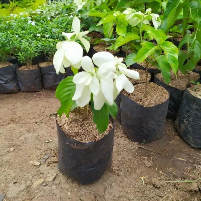Tanaman hias nusa indah putih/tanaman nusa indah/pohon nusa indah