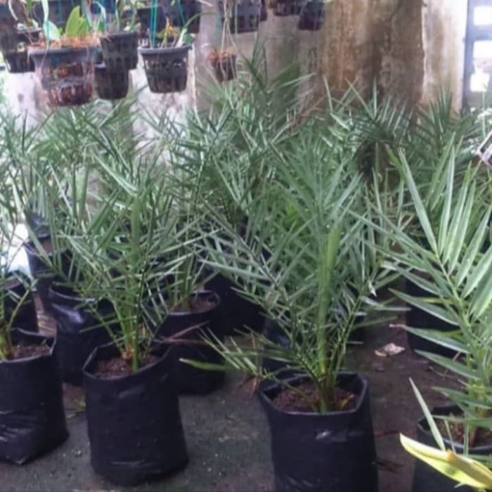 pohon kurma bibit tanaman pohon buah kurma valid