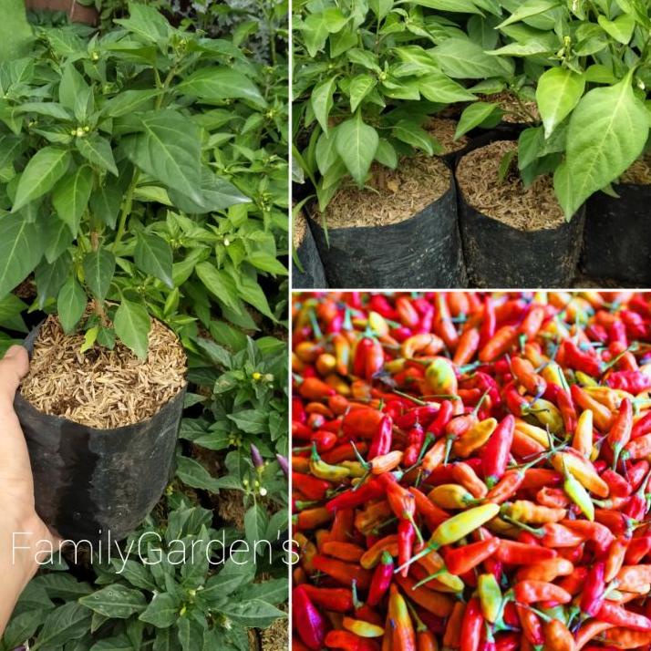 あ Bibit Tanaman Cabe Rawit Super / Cabai Rawit / Lombok Lalap ㊮