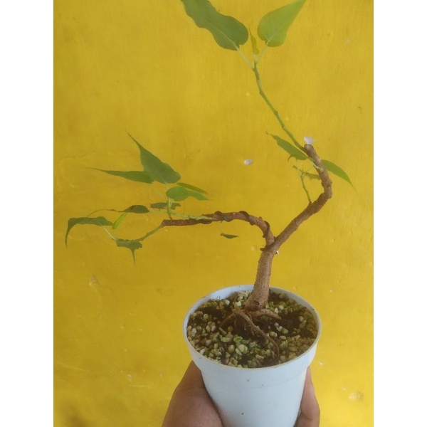 bonsai beringin bodhi tree ( Ficus Religiosa), sudah berkarakter