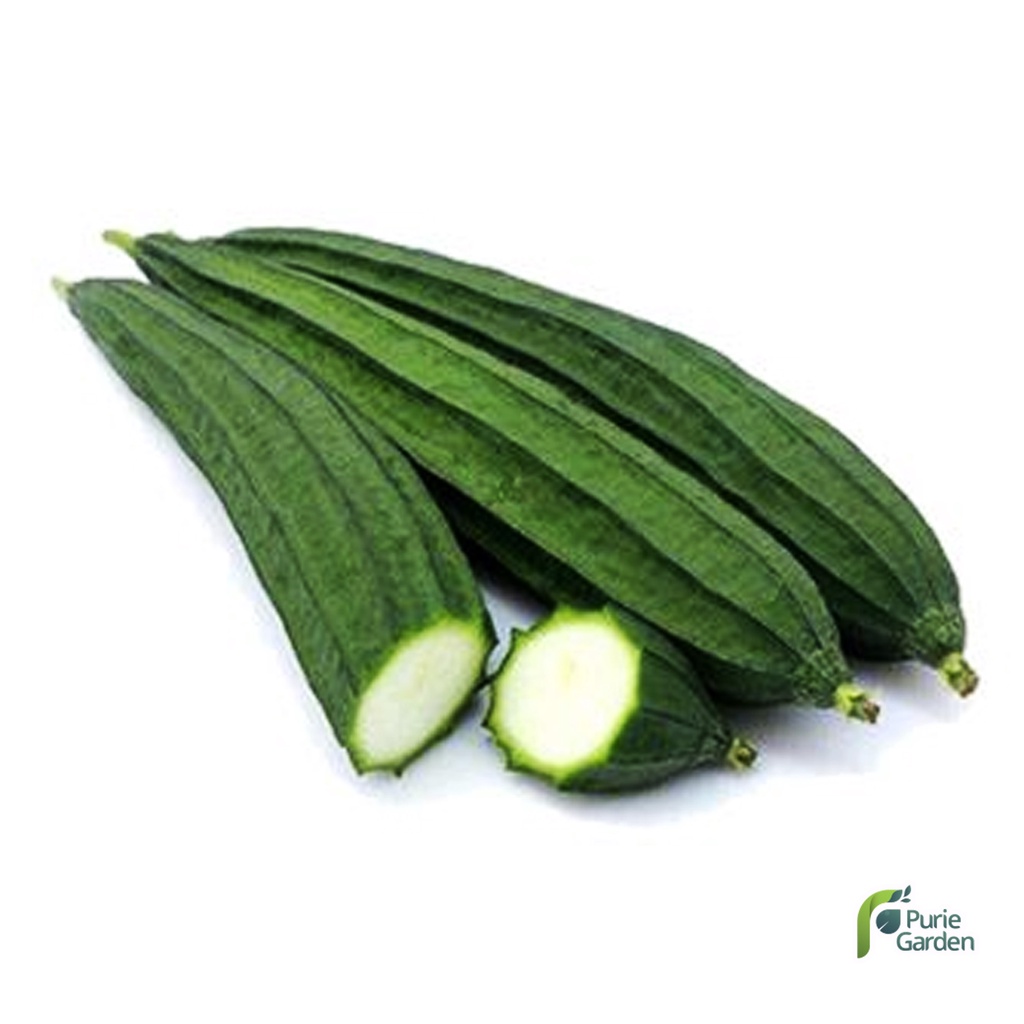 Benih Bibit Oyong Gambas 2 Benih Dua Ribuan PG SBY