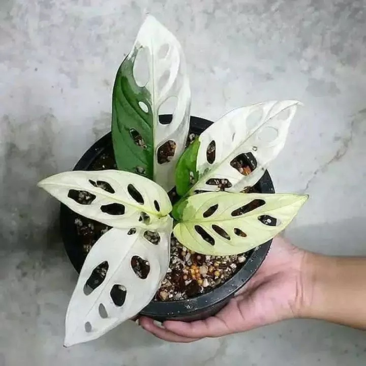 Tanaman Hias Janda Bolong Varigata / janbol monstera varigata / janda bolong murah Mmnursery