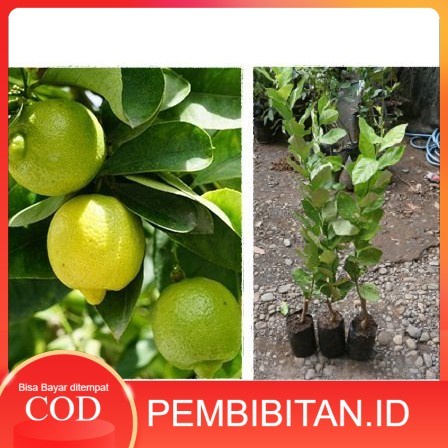 Bibit Tanaman Jeruk Lemon Pohon Jeruk Lemon Tea Bibit Jeruk Lemon Tea FF11