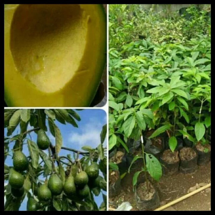 Bibit Tanaman Alpukat Mentega pohon Alpukat Mentega okulasi EE44