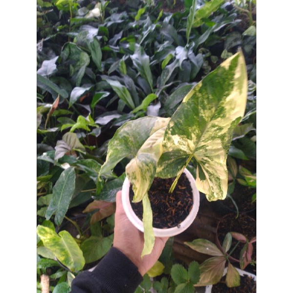 Syngonium Varigata Kuning Asli atau Syngonium Varigata Yellow Asli