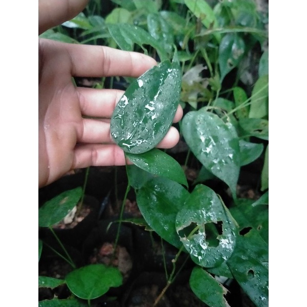 bibit bajakah kuning kalimantan