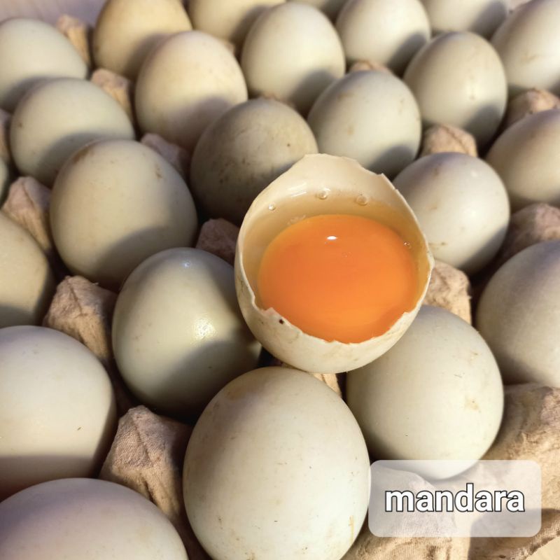 

Telur Bebek Mentah Manik merah Bandung Telor Grade A Fresh Montaza Farm