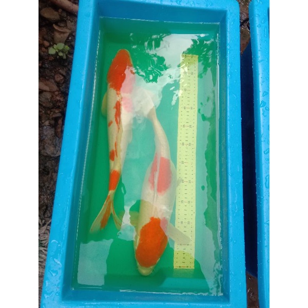 Bak ukur Ikan bahan fiber + stiker