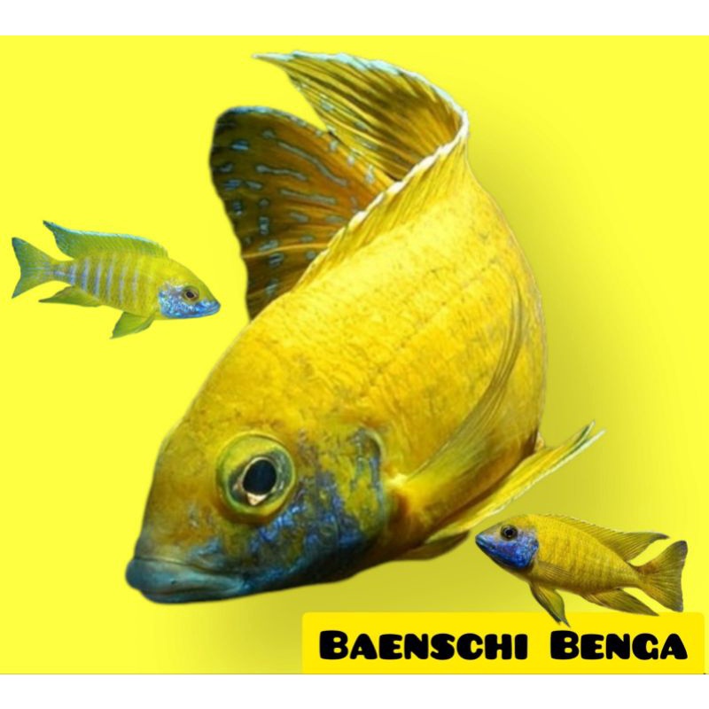 Cichlid Baenschi Grade A Super