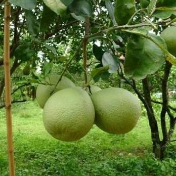 joss bibit JERUK BALI MADU unggul viral