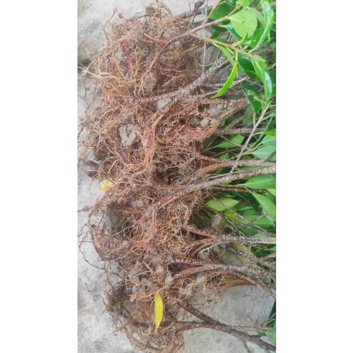 Bibit Bahan Bonsai Kimeng Pecah Batang Siap Pajang