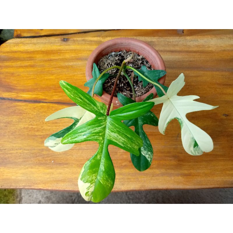 Florida Beauty ( flobe )