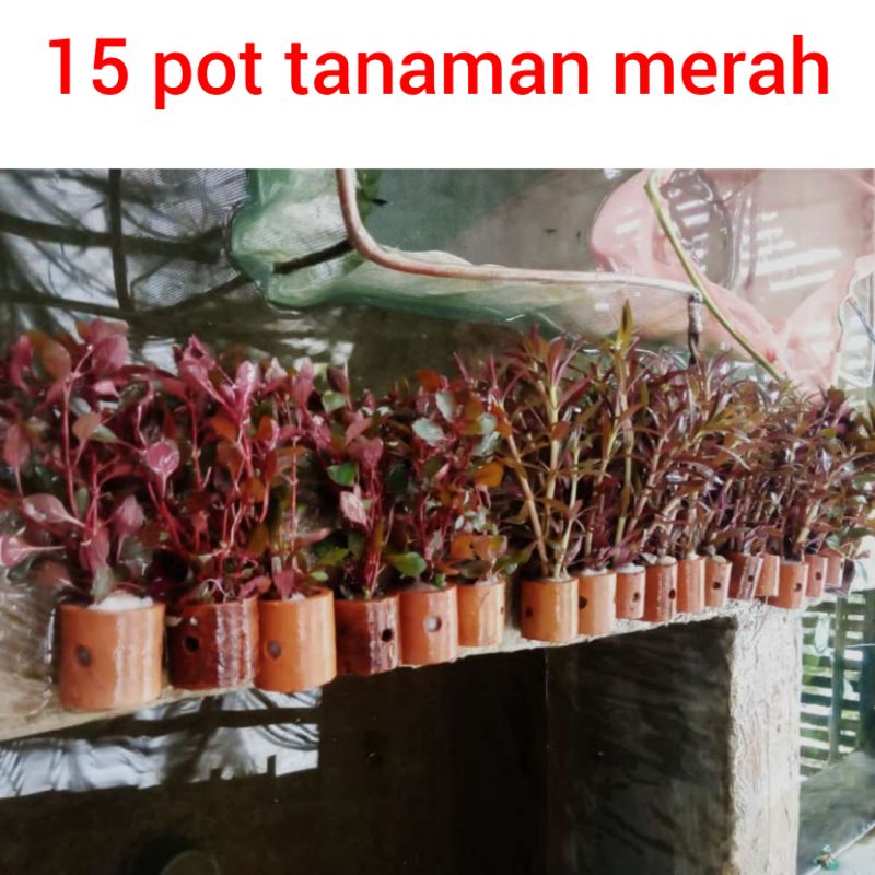 15 pot tanaman merah / paling murah / aquascape low co2