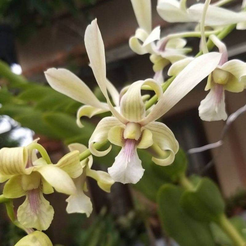 Dendrobium Capung Kalimantan Seedling
