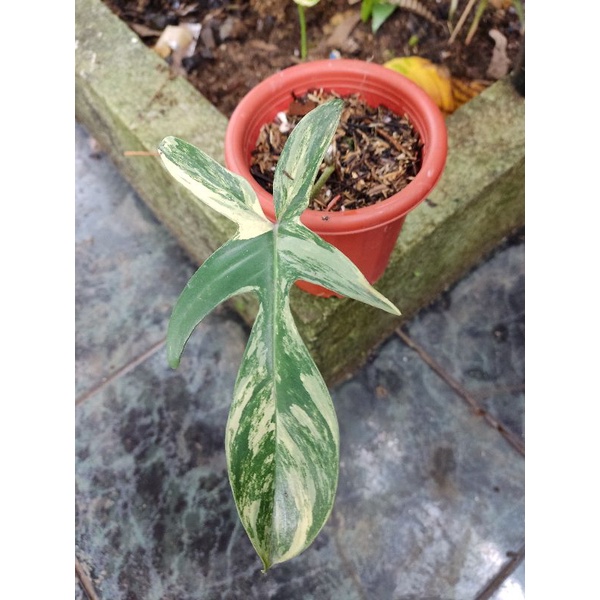 Philodendron Florida Beauty Varigata - Flobe - flobe varigata