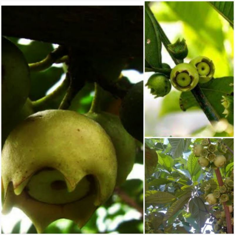 

Buah jambu tangkalak/harendong besar