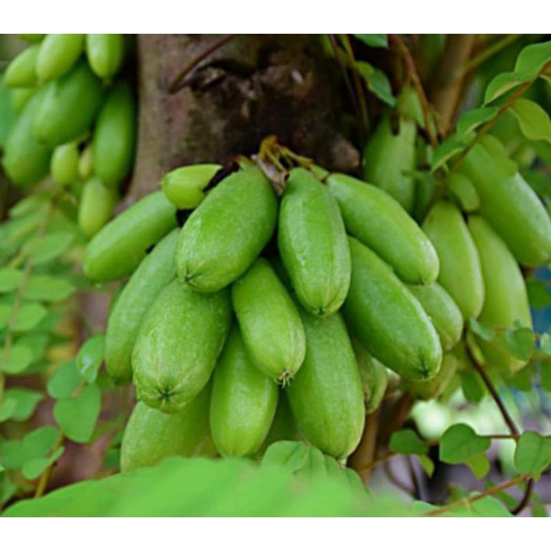 

Buah belimbing wuluh 250g