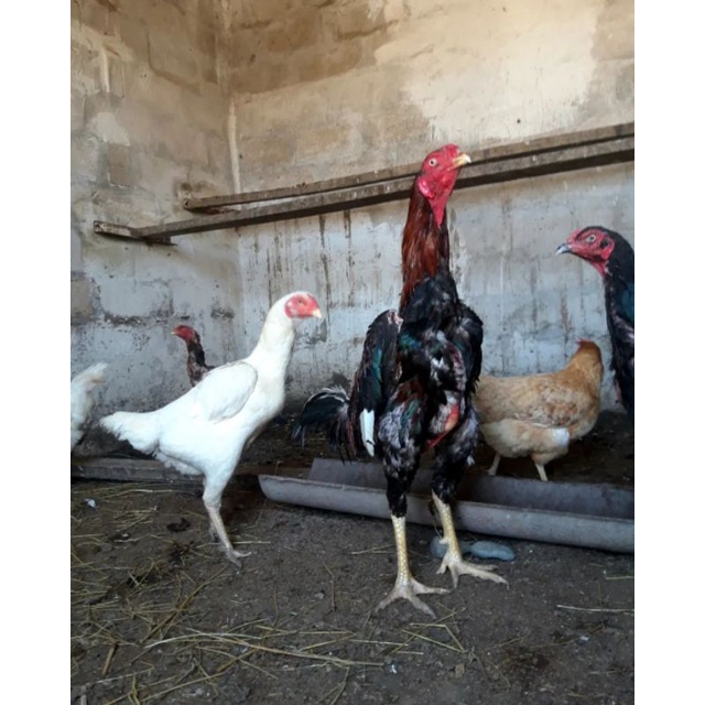 

JUAL TELUR AYAM BANGKOK SAMO PAKET 4 BUTIR