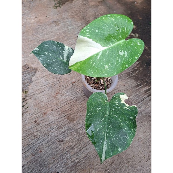 Monthai Japan Lab Monstera Thai Japan Lab