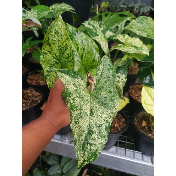 SYNGONIUM MOJITO