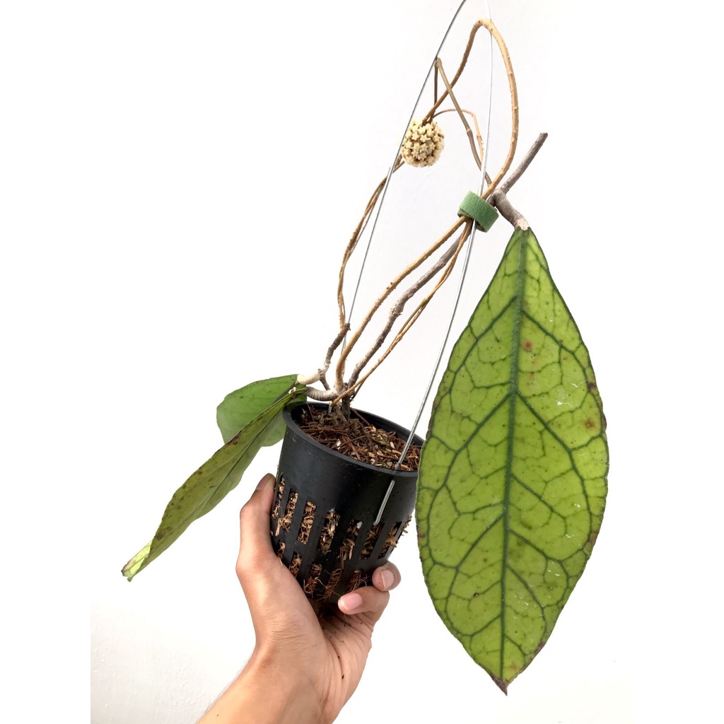 Hoya Sp Kalimantan