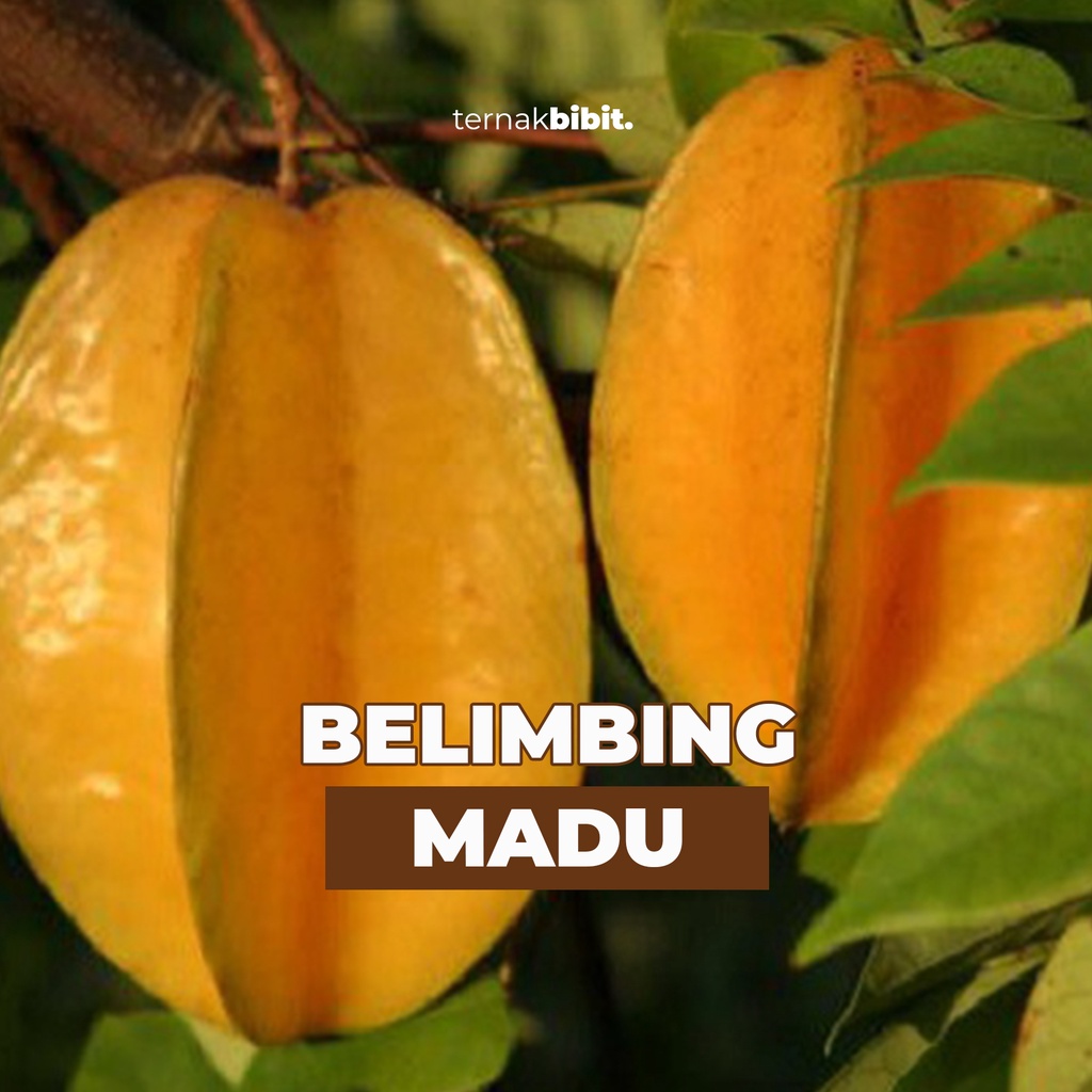 Jual Ternakbibit Bibit Belimbing Madu Jumbo Okulasi Kualitas Premium