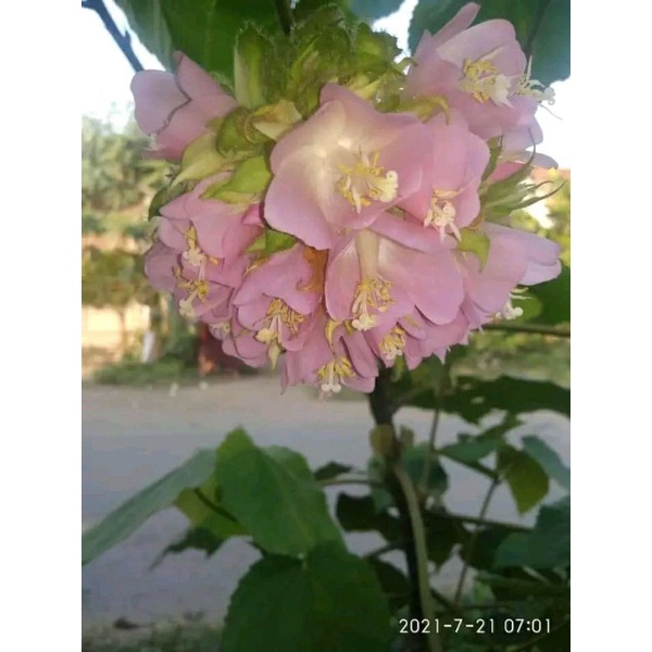 dombeya ceyeuxy dombeya vegetasi lebah pakan klanceng