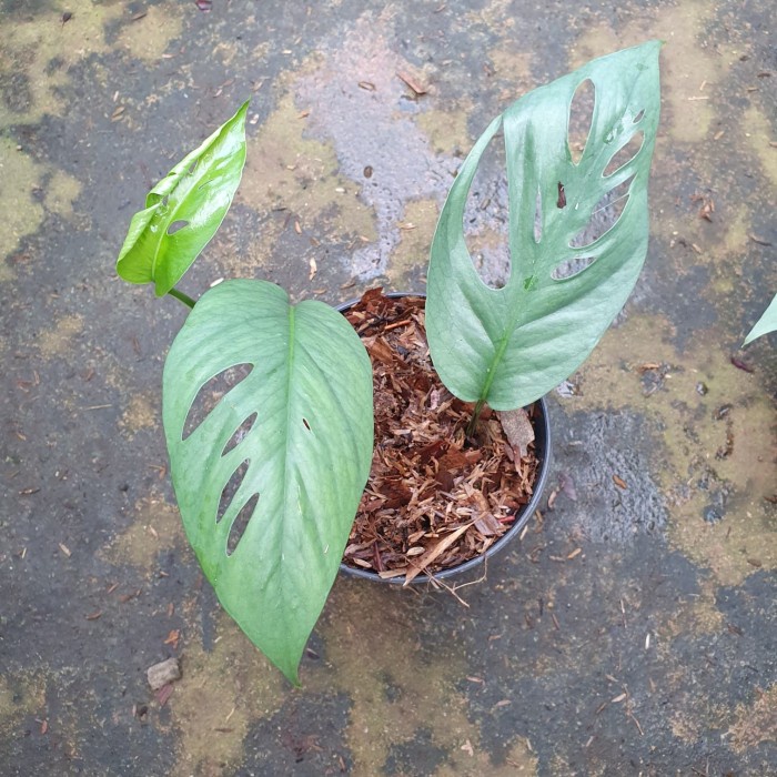 tanaman hias epipremnum pinnatum cebublue - monstera ekor naga silver FF11