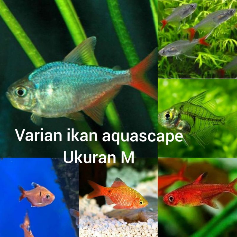 tanaman pot / varian sumatra / aquascape