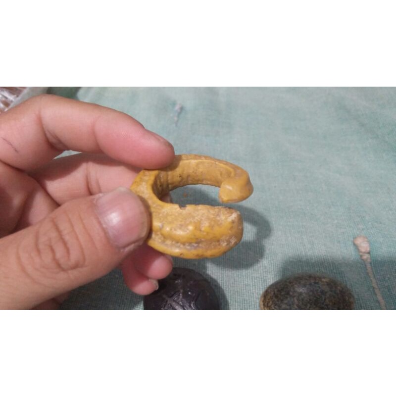 taring babi