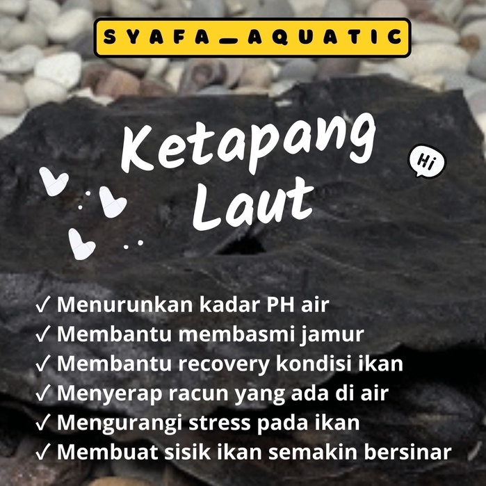 Jual Daun Ketapang Laut Lumer Ketapang Pekat Ketapang Super Ketapang Permentasi Gr