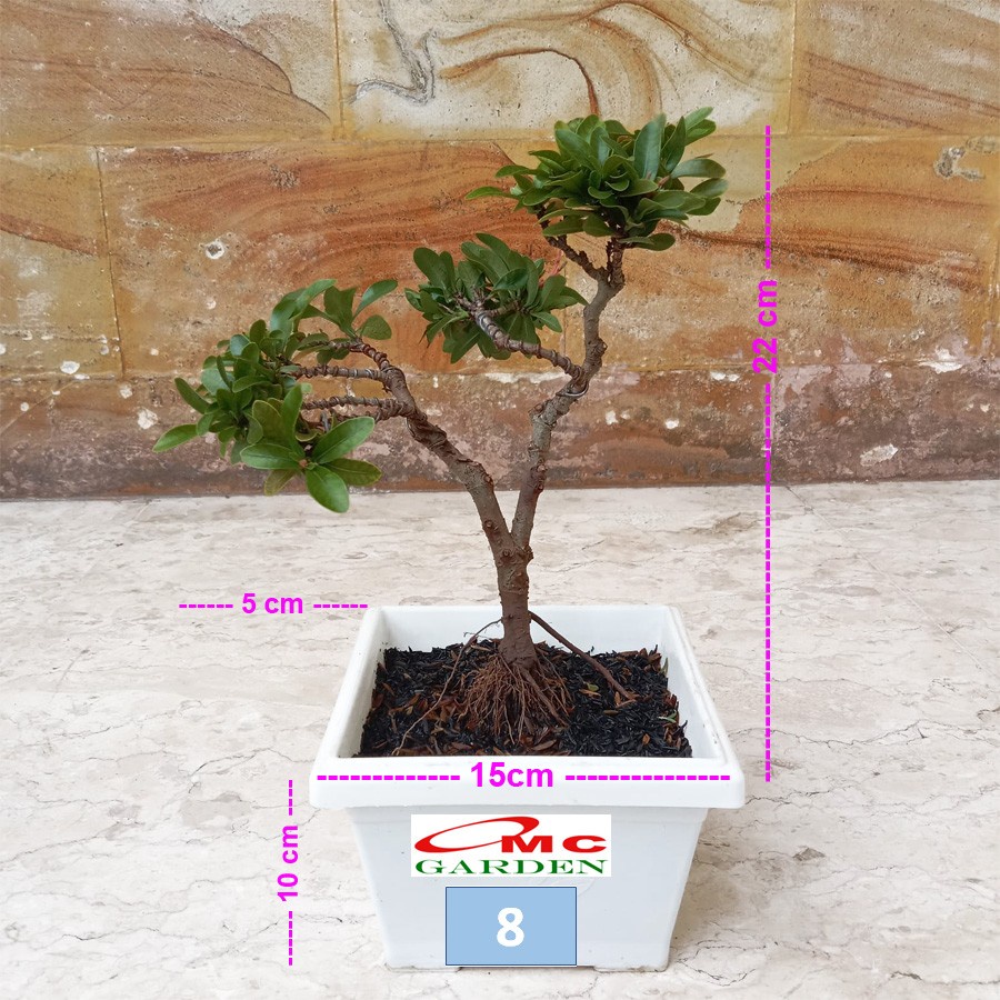 Tanaman Hias Bonsai Bonsae Mame Soka Mini Asoka Jepang Ixora Pink Jambon B-SMP-008