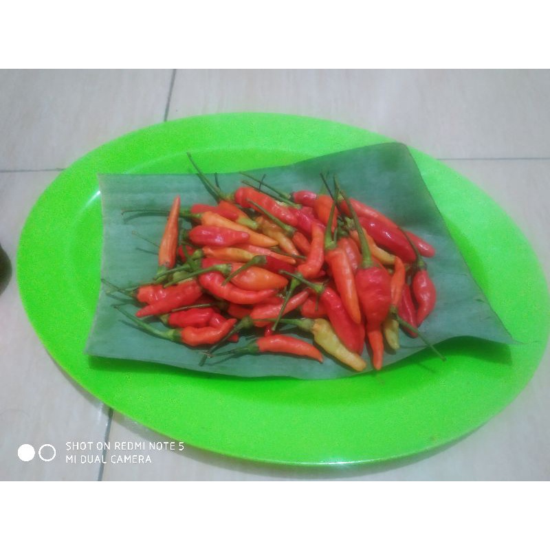 

Cabai Rawit / Cabe Rawit / Cabai setan