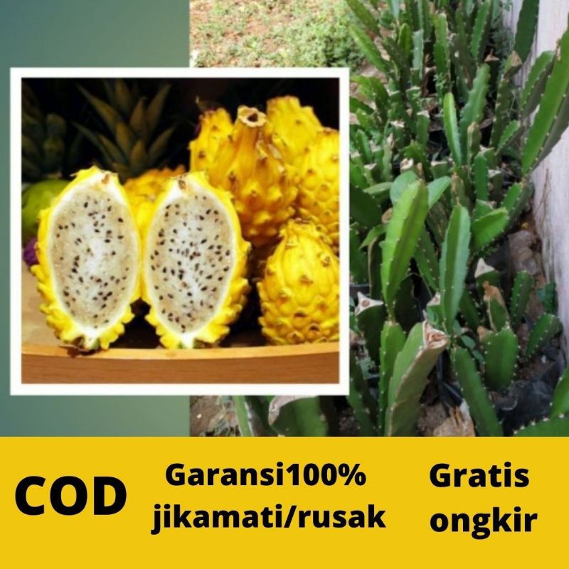 BIBIT BUAH NAGA KUNING SUPER UNGGUL