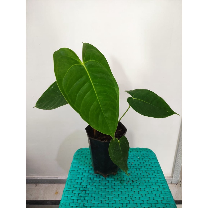 Anthurium Veitchii Hybrid