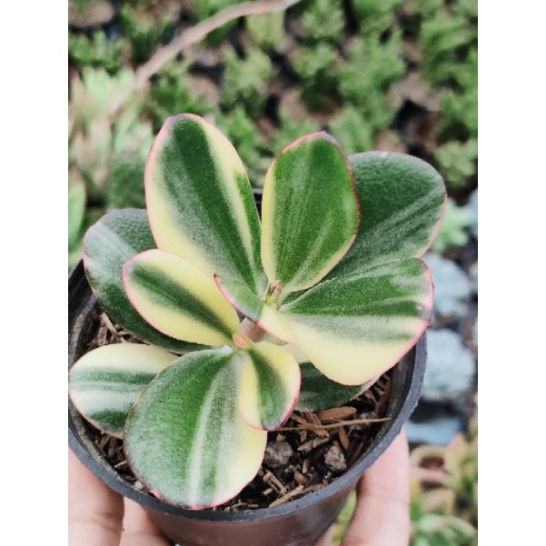 Sekulen jade plant variegata mini
