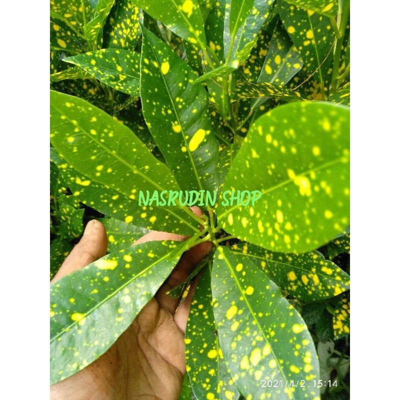 

[Fresh] TANAMAN HIAS PURING / BIBIT PURING TOTOL / HANJUANG TOTOL TANAMAN PAGAR KEMBANG / BERUPA