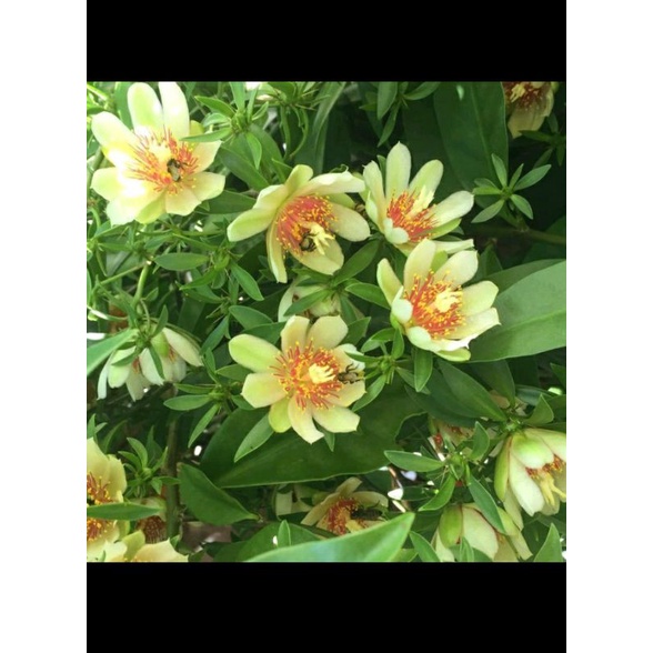 ora pro nobis aculeata