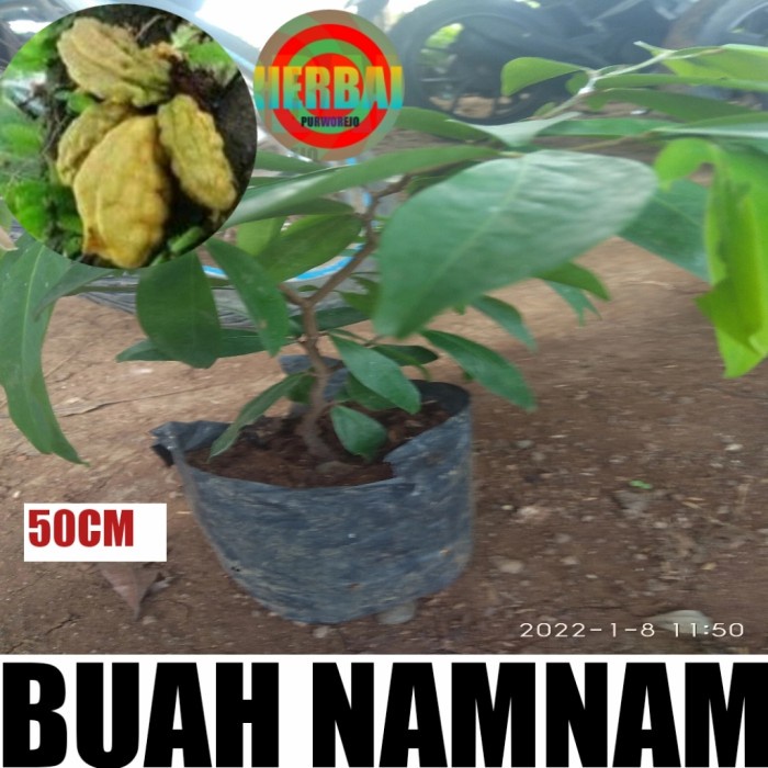 BIBIT BUAH NAMNAM 50CM // POHON NAMNAM aa33