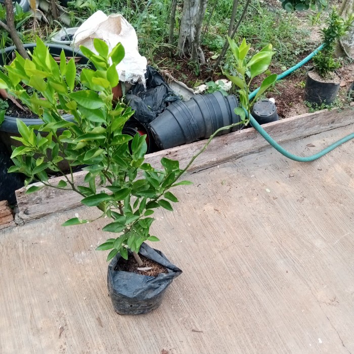 Tanaman pohon jeruk santang madu 1 meter