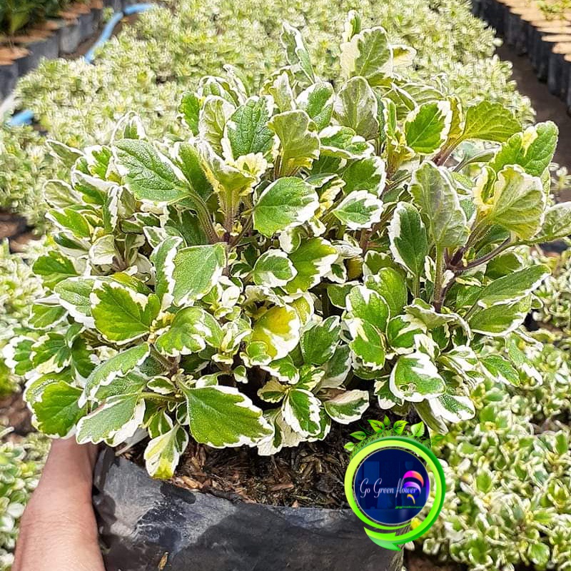 MIANA VARIEGATHA miana putih varieghata