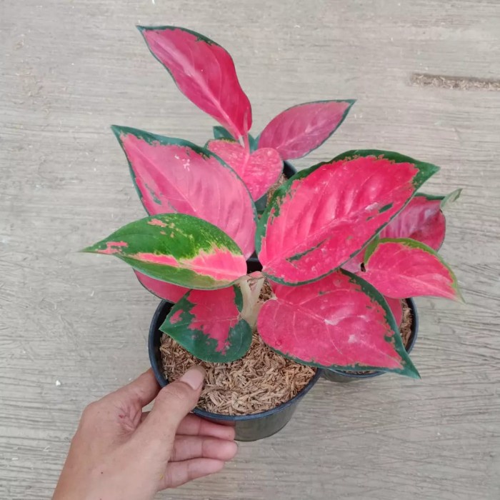 Tanaman hias aglonema suksom jaipong/tanaman aglonema suksom jaipong/pohon aglonema suksom jaipong