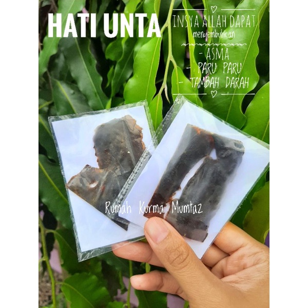 

Hati Unta Asli Arab Saudi 10gr
