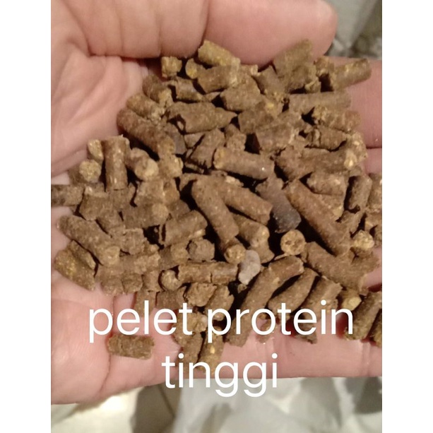 pelet ikan protein tinggi
