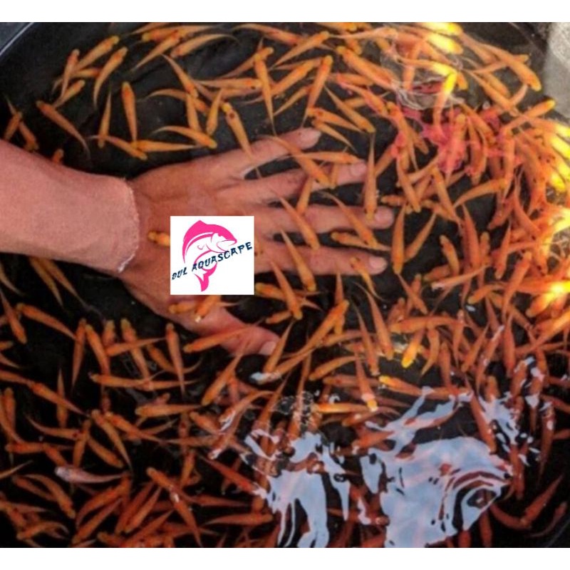 ikan hias / ikan terapi / gara rufa lemon / ikan nilem