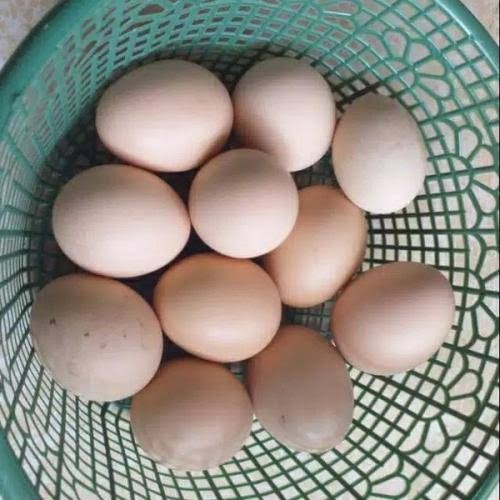 

telur ayam kampung fertil bisa tetaskan
