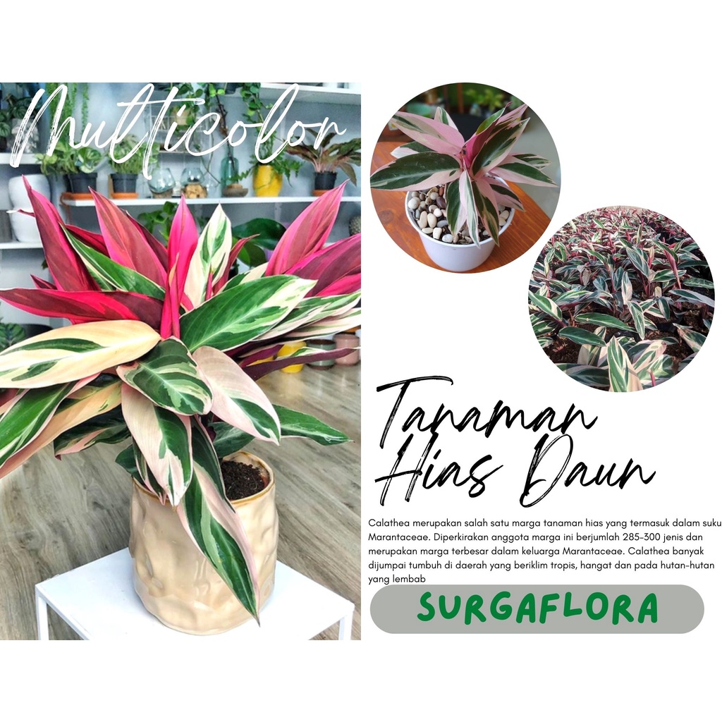 tanaman hias Bunga Calathea Multicolor murah - calathea multicolor hias