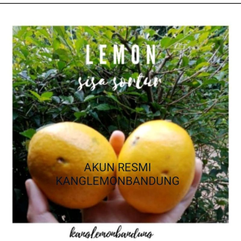 

LEMON CALIFORNIA GRADE STANDAR