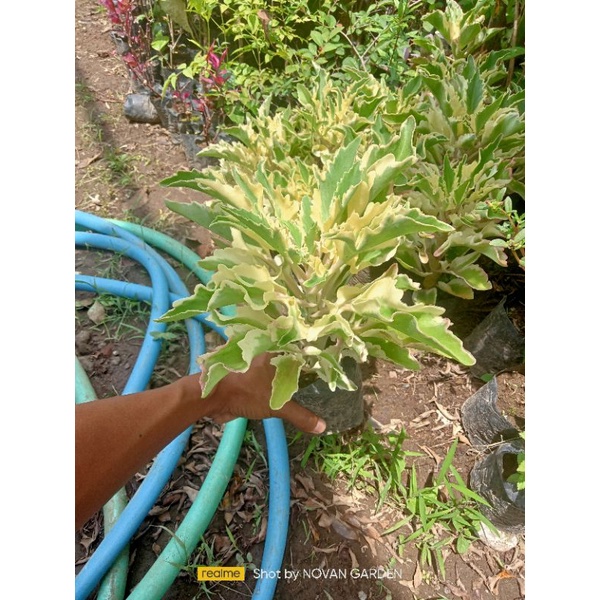 cocor bebek varigata | tanaman hias cocor bebek varigata